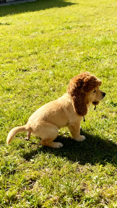 The puppy is rushing west to poop